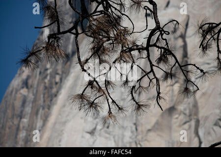 Yosemite-Nationalpark, El Capitan himmlischen Kletterer im Yosemite Stockfoto