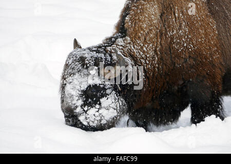 Bison mit seinem Kopf, durch schwere Schnee Pflügen in der Nähe von Rainy Lake Yellowstone National Park 20. Dezember 2015 in Yellowstone in Wyoming. Stockfoto