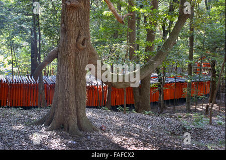 Meilen von roten Torii am Fushimi Inari-Taisha Schrein schlängeln sich ihren Weg durch den Wald in Kyoto Stockfoto