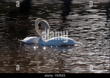 Zwei weiße Schwäne, die Schaffung einer Herzform Stockfoto