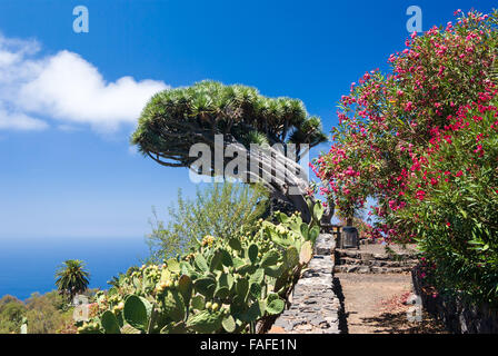 Drachenbaum auf La Palma, Kanarische Inseln Stockfoto