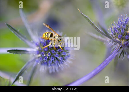 Wespe auf Meer Holly / Eryngium Stockfoto