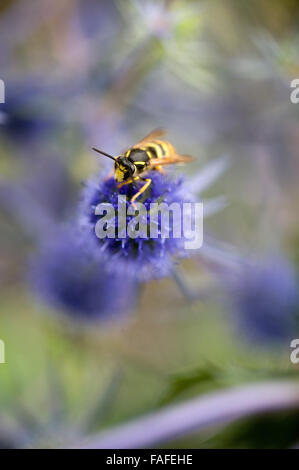 Wespe auf Meer Holly / Eryngium Stockfoto