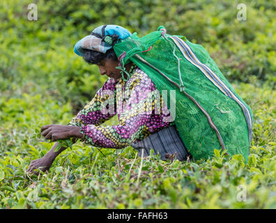 Tamilische Frau nimmt Tee in einer Teeplantage in der Nähe von Hatton in der Zentralprovinz Sri Lankas Stockfoto