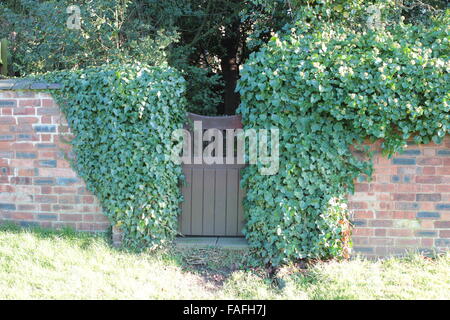 Kleine Holztor mit Efeu bedeckt Wände. Stockfoto