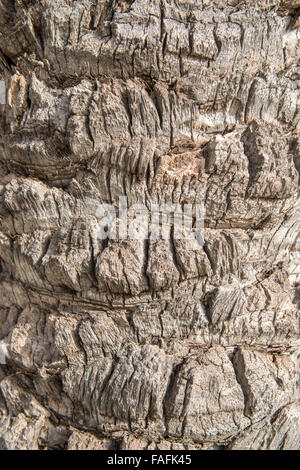 Nahaufnahme der Rissbildung Textur auf Palm Baumrinde Stockfoto