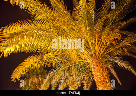 Nahaufnahme der Rissbildung Textur auf Palm Baumrinde Stockfoto