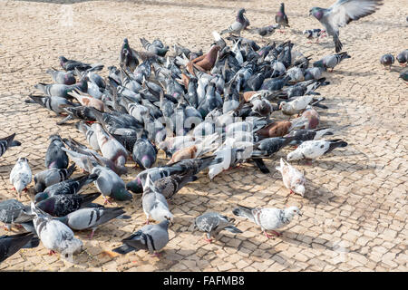 Herde der Fütterung der Vögel auf Bürgersteig in Stadt Stockfoto