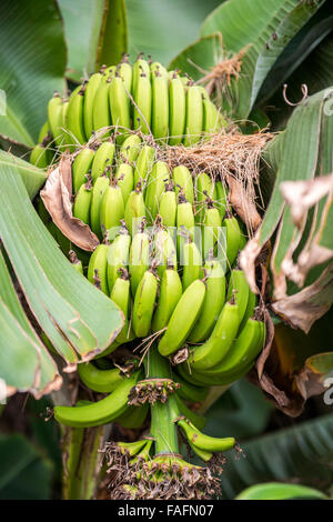 Schließen Sie sich grüne Banane Haufen im Baum Stockfoto