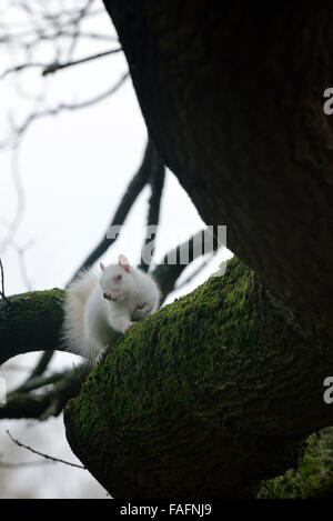 Albino Eichhörnchen entdeckt in Hastings, East Sussex, UK. Stockfoto