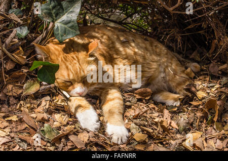 Streunende Katze schlafen in der Sonne im Ueno-Park, Tokyo, Japan Stockfoto