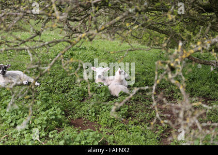 Frühjahr Lämmer sitzen unter Bäumen im Lande Feld in Cotswolds Ostern Stockfoto