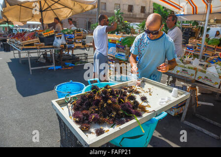 Sizilien Fischmarkt, mit Blick auf ein Händler mit einem Fach der frisch gefangene Seeigel für den Verkauf in der Fischmarkt auf der Insel Ortigia in Syrakus, Sizilien. Stockfoto