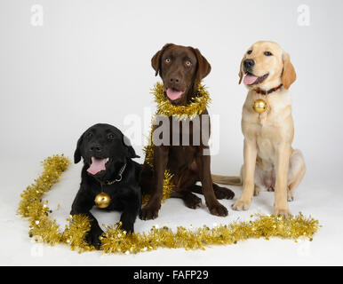 Gelb, schwarz und chocolate Labrador Retriever Hunde tragen Weihnachtsschmuck Stockfoto