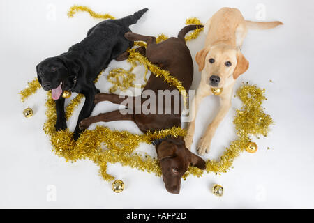 Gelb, schwarz und chocolate Labrador Retriever Hunde tragen Weihnachtsschmuck Stockfoto