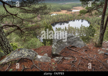 Uath man bei Glen Feshie im Cairngorms National Park von Schottland. Stockfoto