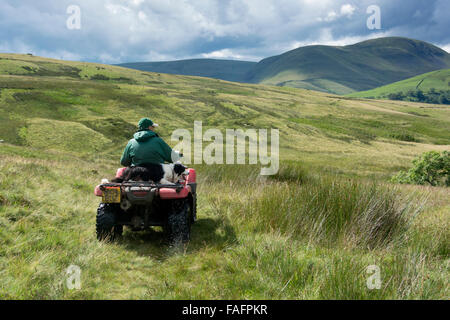 Hirte auf einem Quad-Bike mit Schäferhund sitzt hinter ihm fahren auf Moorland, UK Stockfoto