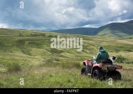 Hirte auf einem Quad-Bike mit Schäferhund sitzt hinter ihm fahren auf Moorland, UK Stockfoto