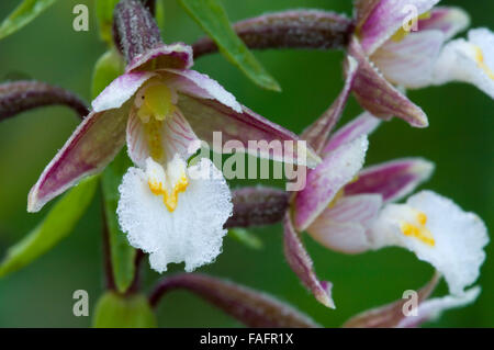 Marsh Helleborine (Epipactis Palustris) in Blüte Stockfoto