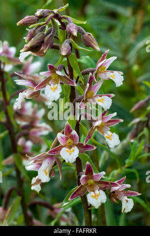 Marsh Helleborine (Epipactis Palustris) in Blüte Stockfoto