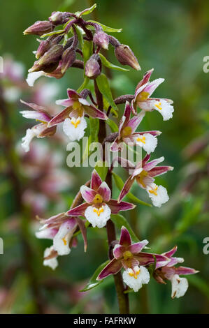 Marsh Helleborine (Epipactis Palustris) in Blüte Stockfoto