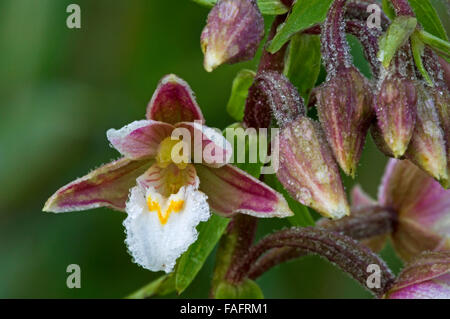 Marsh Helleborine (Epipactis Palustris) in Blüte Stockfoto