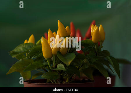 Close-up auf einer Chili-Pfeffer-Pflanze in einen Topf Stockfoto