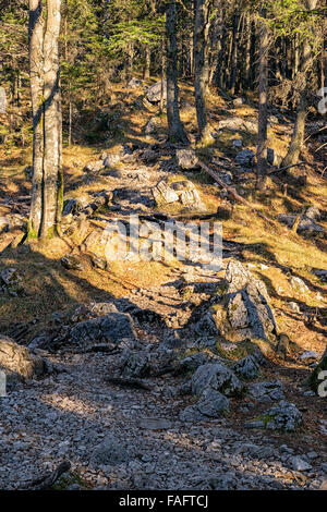 Wald am Berg Jochberg in den Alpen in Bayern, Deutschland Stockfoto