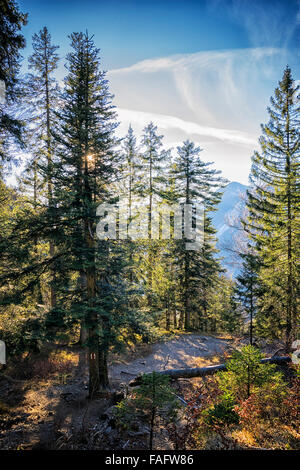 Wald am Berg Jochberg in den Alpen in Bayern, Deutschland Stockfoto