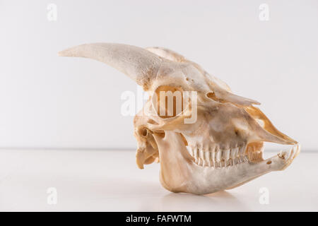 Prämolaren und Molaren der Ziege Schädel mit Foramen Unterkiefer Oberkiefer Schädel beraubt Fleisch Blut und Muskel Widder Hörner horn Stockfoto