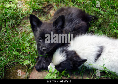 zwei schwarze und weiße Welpen in den Rasen Stockfoto