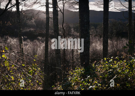 Blick durch große Reife Birke, Betula Pendel, Bäume an jungen Bäumchen tropft mit dem Tau, Ardnamurchan, Schottland Stockfoto