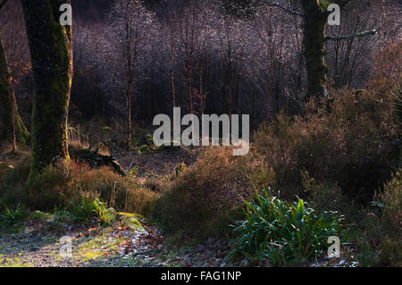 Ein Waldweg bis zu einem Stand von jungen Bäumen tropft im Morgentau, Ardnamurchan, Schottland Stockfoto