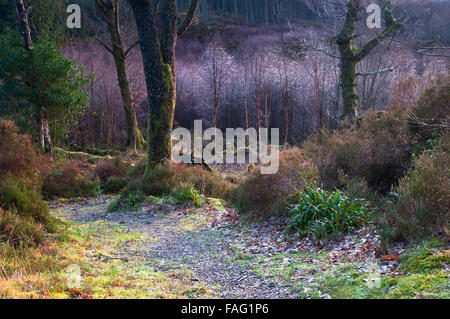 Ein Waldweg bis zu einem Stand von jungen Bäumen tropft im Morgentau, Ardnamurchan, Schottland Stockfoto
