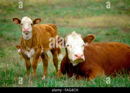 White stellte sich Hereford-Kühen, Bos primigenius taurus, Mutter und Baby, entspannt und beobachtet vom Feld, Missouri USA Stockfoto