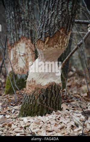 Biber, Castoridae Canadensis, Schäden an Eiche, Maine, USA Stockfoto