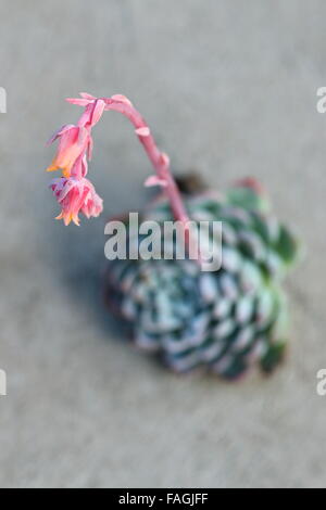 Makroaufnahme von Echeveria Blumen Stockfoto
