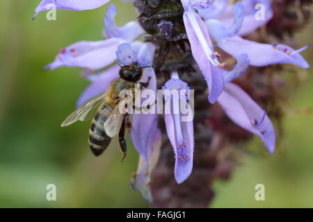 Nahaufnahme einer Biene auf Definitionen Plectranthus Caninus, Colues Canina Blume Stockfoto