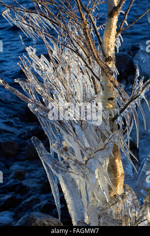 Eiszapfen auf Ästen, Finnland Europa Stockfoto