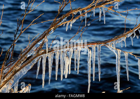 Eiszapfen auf Ästen, Finnland Europa Stockfoto