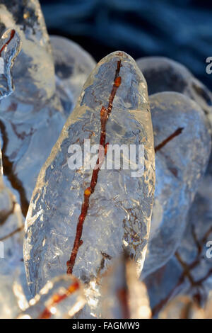 Eiszapfen auf Ästen, Finnland Europa Stockfoto