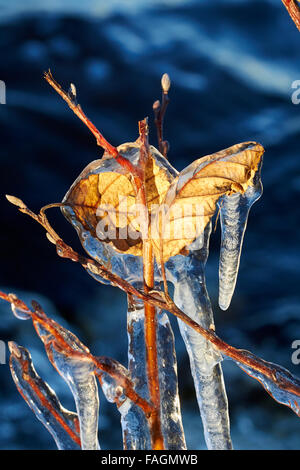 Eiszapfen auf Ästen, Finnland Europa Stockfoto