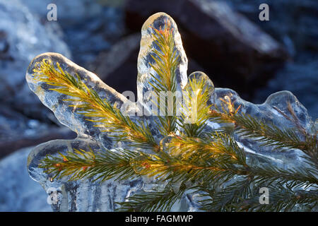 Eiszapfen auf Ästen, Finnland Europa Stockfoto