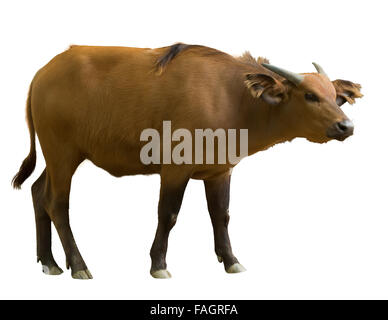 Afrikanische Wald Büffel (Syncerus Caffer Nanus). Isoliert auf weißem Hintergrund Stockfoto