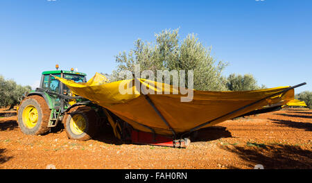 Mechanisierte Sammlung von Oliven auf landwirtschaftliche Pflanzenarten. Andalusien, Spanien Stockfoto