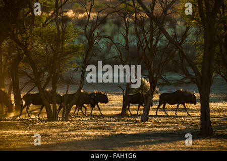 Gnus (Connochaetes Taurinus), Herde, Morgenlicht, Kgalagadi Transfrontier Park, Northern Cape, Südafrika Stockfoto