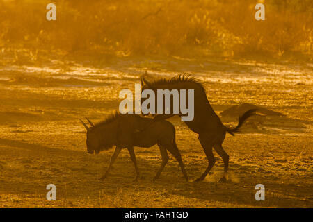 Gnus (Connochaetes Taurinus) Paaren, Morgen Licht, Kgalagadi Transfrontier Park, Northern Cape, Südafrika Stockfoto