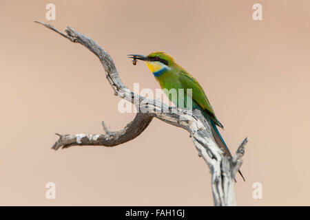 Zinnenkranz Bienenfresser (Merops Hirundineus) sitzend auf Ast mit Beute im Schnabel, Kgalagadi Transfrontier Park Stockfoto