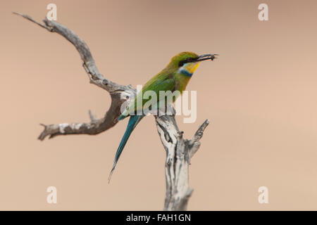 Zinnenkranz Bienenfresser (Merops Hirundineus) sitzend auf Ast mit Beute im Schnabel, Kgalagadi Transfrontier Park Stockfoto