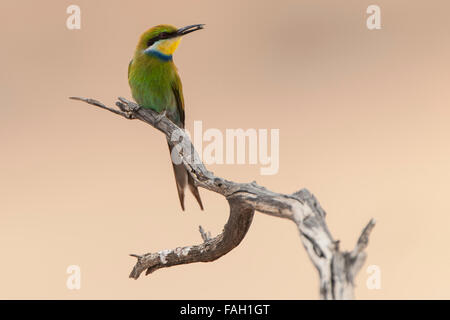 Zinnenkranz Bienenfresser (Merops Hirundineus) sitzend auf Ast mit Beute im Schnabel, Kgalagadi Transfrontier Park Stockfoto